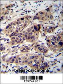 WDR42C Antibody