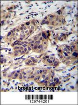 DCAF8L2 Antibody