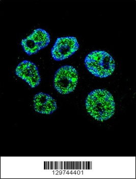 WDR42C Antibody
