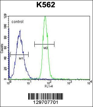 LRRC63 Antibody