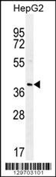 RNF215 Antibody