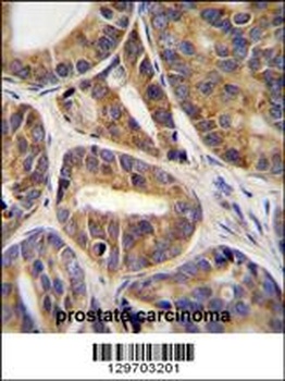 RNF215 Antibody
