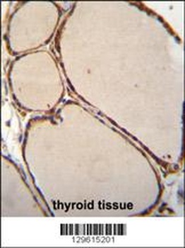 NFKBID Antibody