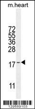 SNR27 Antibody