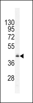 RMDN1 Antibody