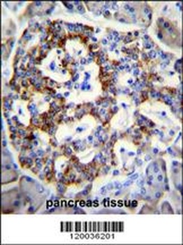 SEMA3G Antibody