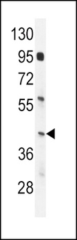 IRF9 Antibody