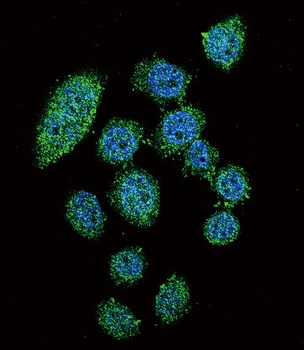 IRF9 Antibody