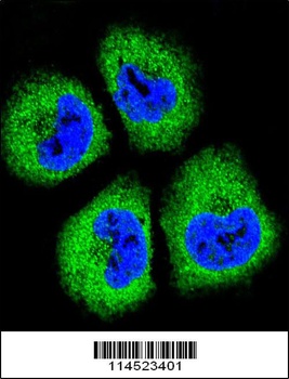 GAS1 Antibody