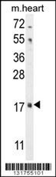 FGF16 Antibody
