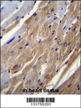 FGF16 Antibody