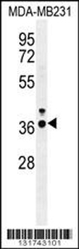 IRF1 Antibody
