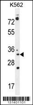 PYCR2 Antibody