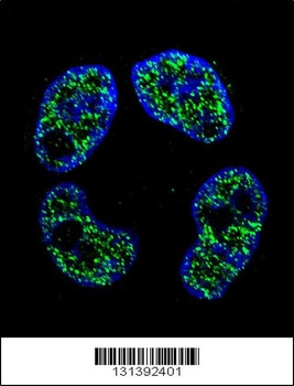 FRAT2 Antibody