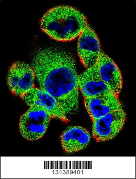 SOCS4 Antibody