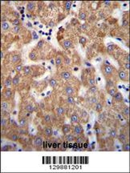 SOWAHD Antibody