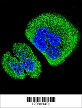 SOWAHD Antibody