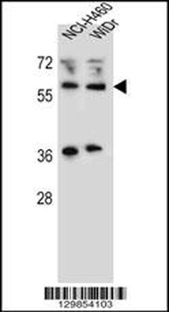 WTIP Antibody