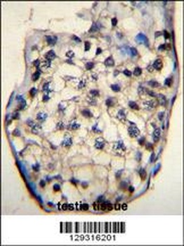 ODF3 Antibody