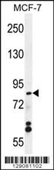 WDR27 Antibody