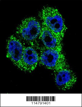 TRPM8 Antibody