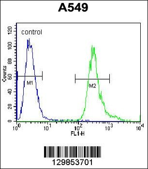 LRRC6 Antibody