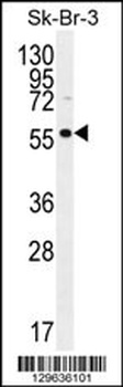 LOC129293 Antibody