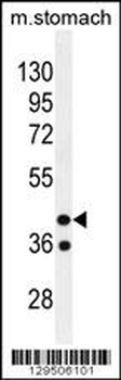 GIN1 Antibody