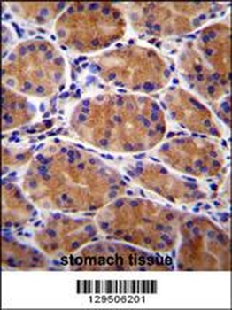 GIN1 Antibody