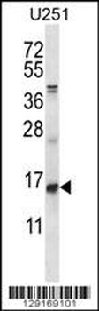 ID1 Antibody