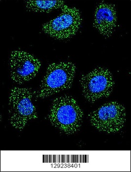 ID1 Antibody