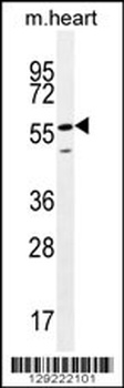 SMTNL2 Antibody