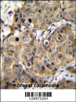 TMEM100 Antibody