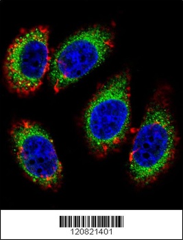 KHSRP Antibody