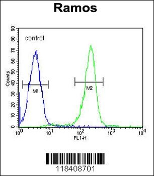 KNG1 Antibody