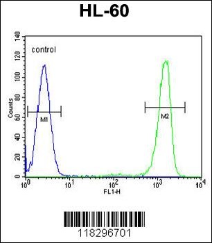 ITIH1 Antibody