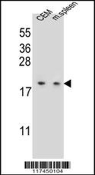 LSM7 Antibody
