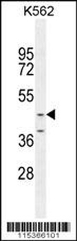 OC90 Antibody