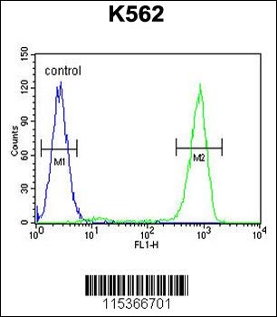 OC90 Antibody