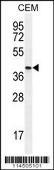 OGN Antibody