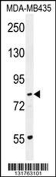 PCDHGA1 Antibody