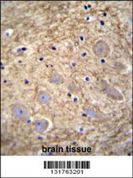 PCDHGA1 Antibody
