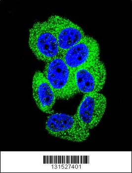 PCDH20 Antibody