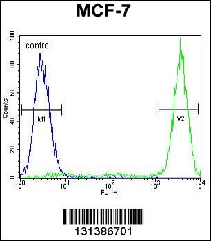 GALNS Antibody