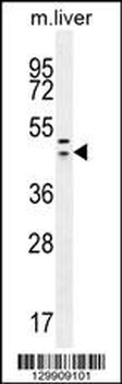 HEXIM1 Antibody