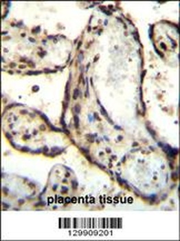 HEXIM1 Antibody