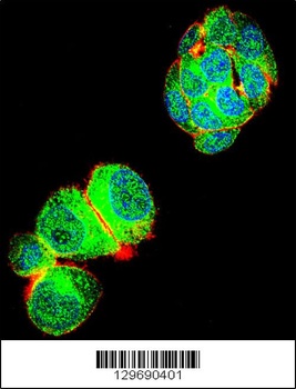 TRIM59 Antibody