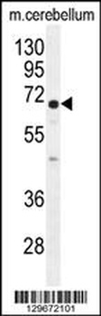 UGT8 Antibody