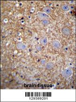 XKR4 Antibody