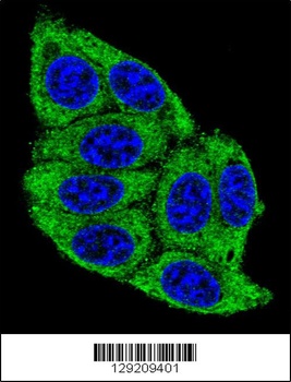 PLD5 Antibody